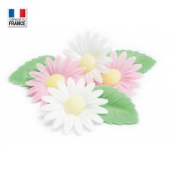 Fleurs azyme : marguerites et feuilles vertes